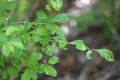 Ilex decidua, photographed by Rich Sommer