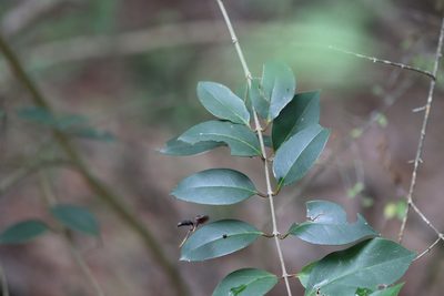Ligustrum lucidum, photographed by Rich Sommer