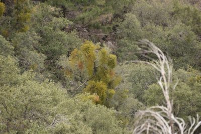 Phoradendron villosum, photographed by velodrome