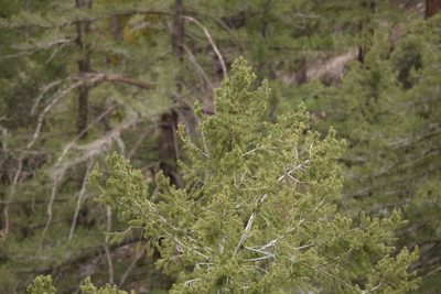 Pseudotsuga macrocarpa, photographed by velodrome