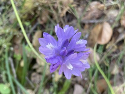 Dichelostemma capitatum, photographed by Jenny Ta
