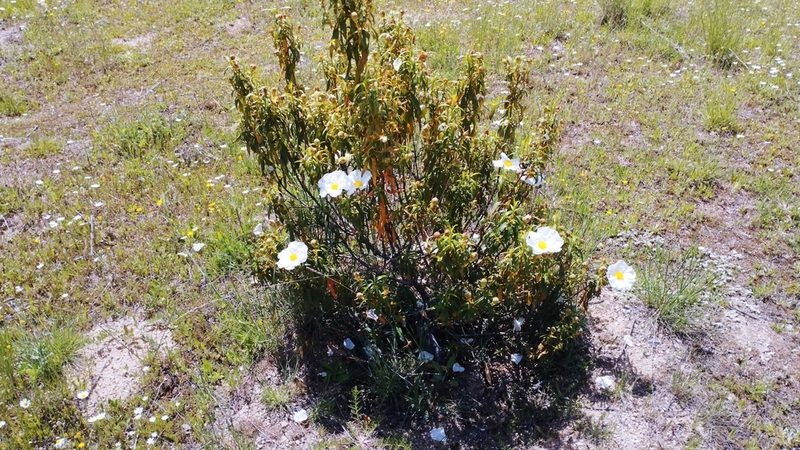 Cistus ladanifer, photographed by scolym
