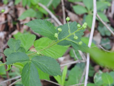 Rubus allegheniensis, photographed by Yann Kemper