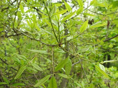 Carya laciniosa, photographed by Yann Kemper