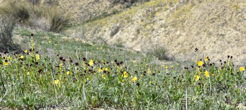 Streptanthus inflatus, photographed by Gail A Baker