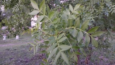 Fraxinus angustifolia, photographed by scolym