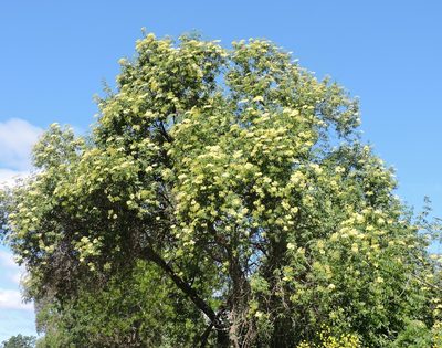 Sambucus cerulea, photographed by Alex