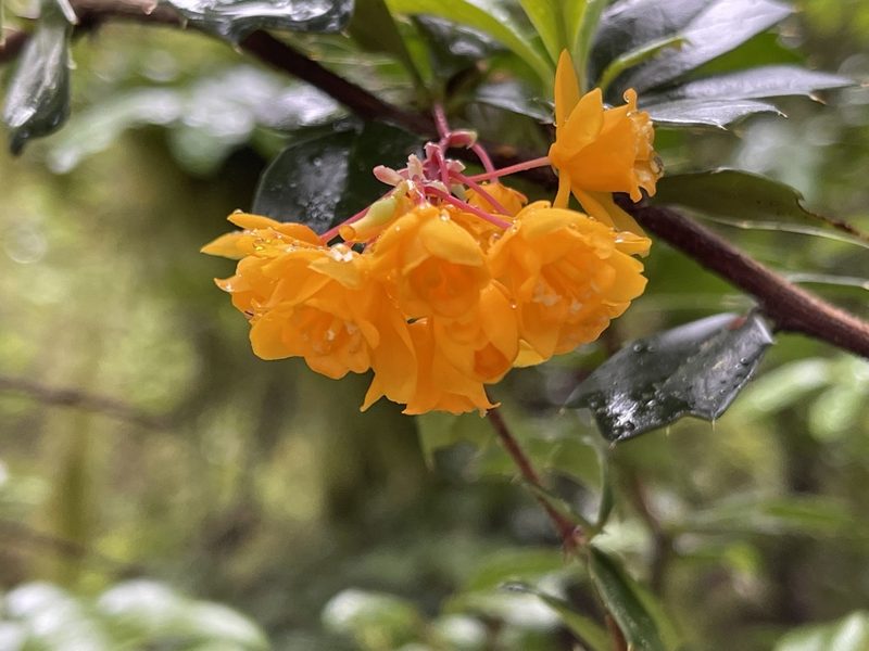 Berberis darwinii, photographed by rappman