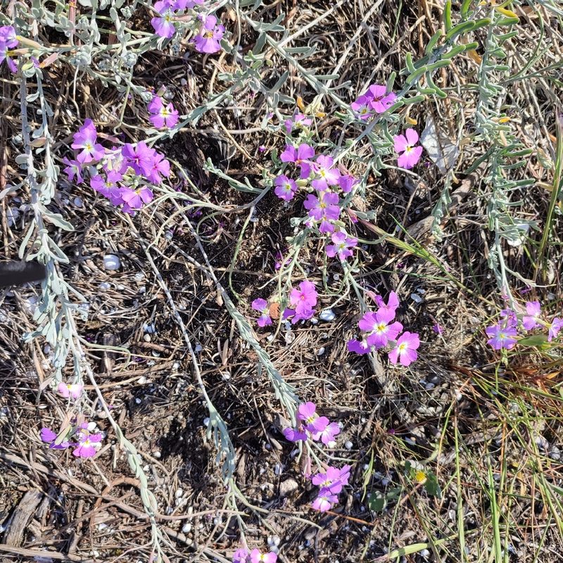 Marcus-kochia littorea, photographed by Quentin Groom