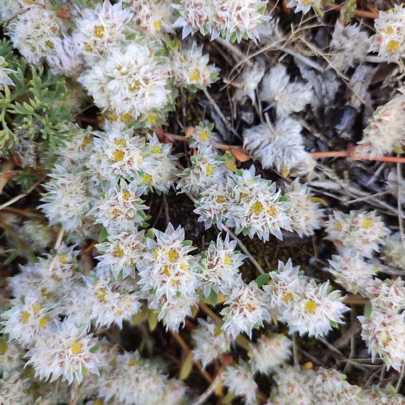 Paronychia argentea, photographed by Quentin Groom