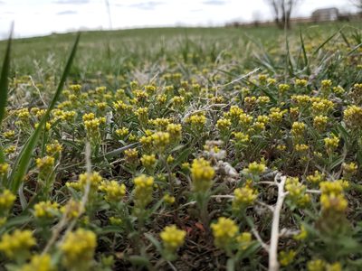Alyssum turkestanicum, photographed by John Gaskin