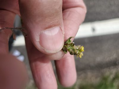 Alyssum turkestanicum, photographed by John Gaskin