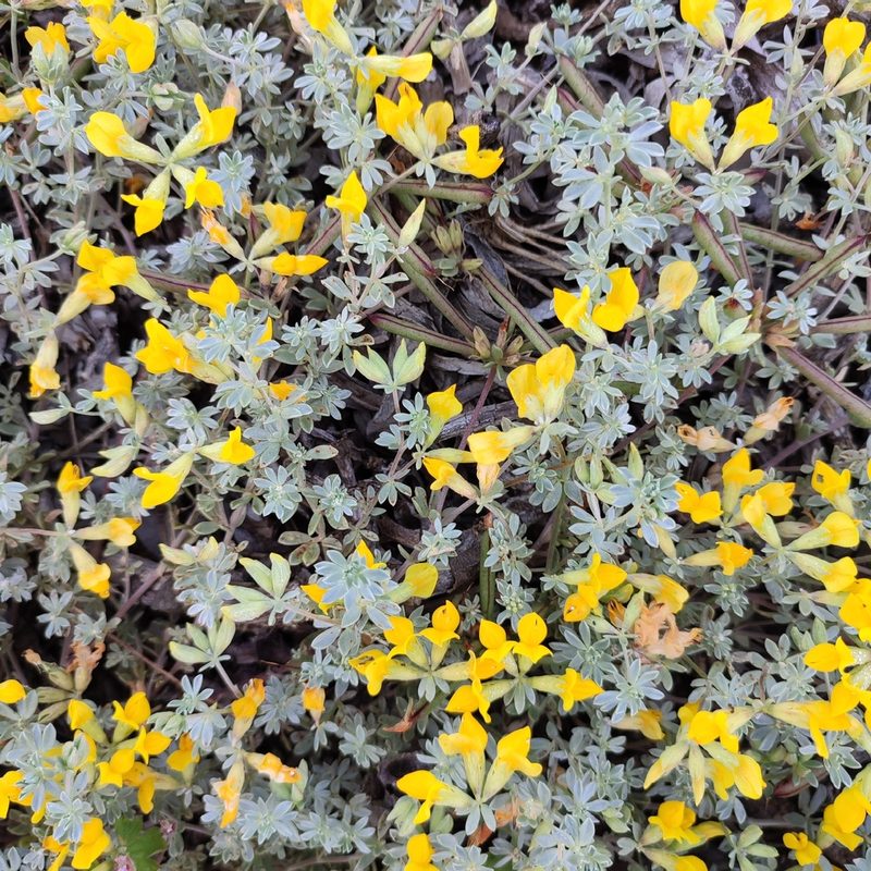 Lotus creticus, photographed by Quentin Groom