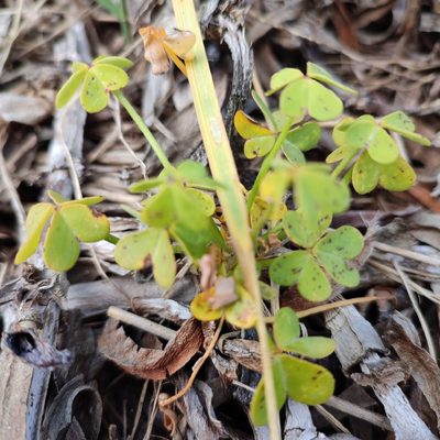Oxalis pes-caprae, photographed by Quentin Groom