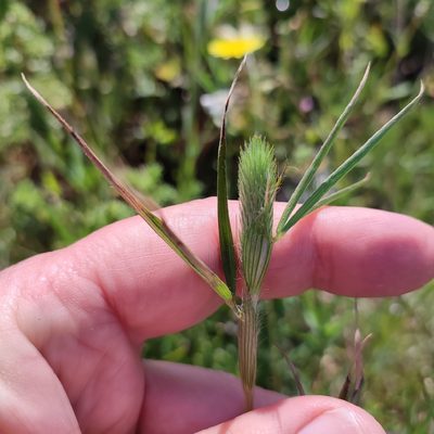 Trifolium angustifolium, photographed by Quentin Groom