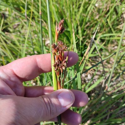 Juncus acutus, photographed by Quentin Groom