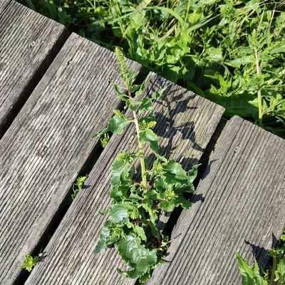Beta vulgaris, photographed by Quentin Groom