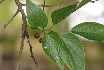 Celtis laevigata, photographed by Rich Sommer