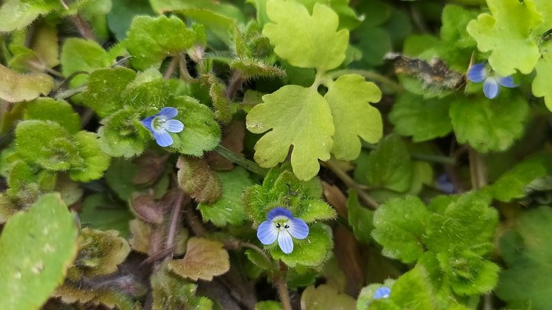 Veronica opaca, photographed by snaily_naily