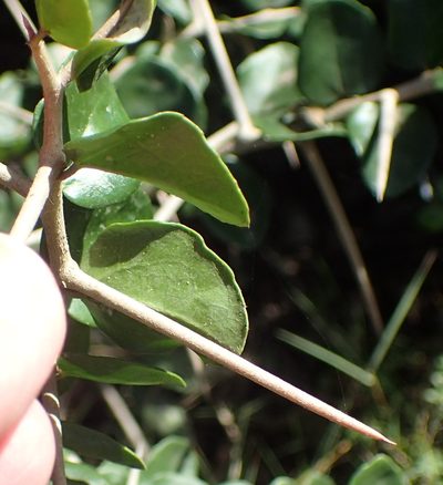 Dovyalis rhamnoides, photographed by Nicola van Berkel