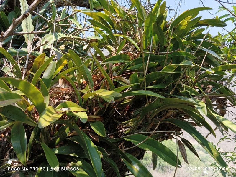 Laelia anceps, photographed by Ulises Emmanuel Martínez Burgos