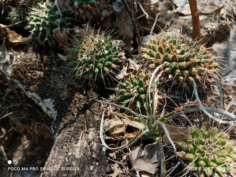 Mammillaria compressa, photographed by Ulises Emmanuel Martínez Burgos