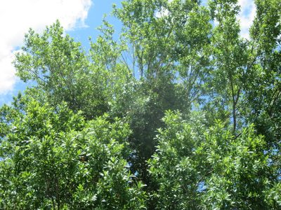 Phoradendron leucarpum, photographed by Nonbinary-Naturalist