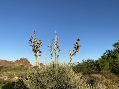 Yucca elata, photographed by Kevin Floyd