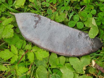 Gymnocladus dioicus, photographed by Yann Kemper
