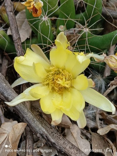 Mammillaria longimamma, photographed by Ulises Emmanuel Martínez Burgos