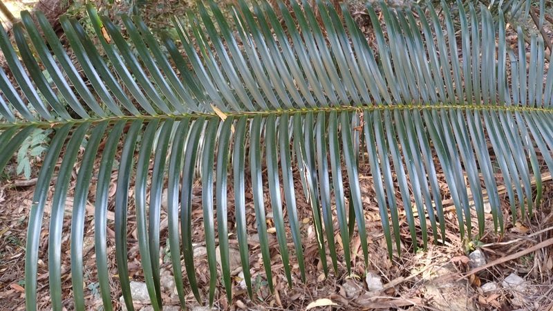 Lepidozamia peroffskyana, photographed by Peter Crowcroft