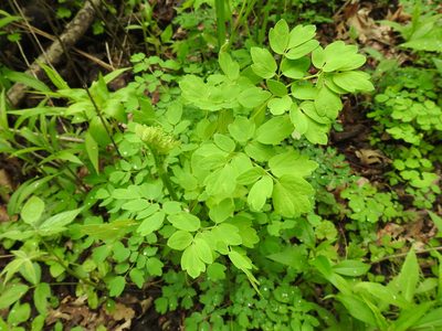 Thalictrum pubescens, photographed by Yann Kemper