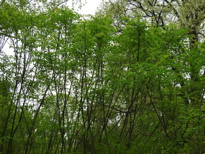 Aralia spinosa, photographed by Yann Kemper