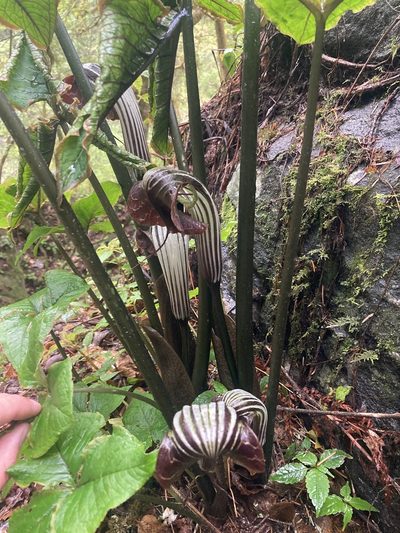 Arisaema griffithii, photographed by John Kenrick Gibson
