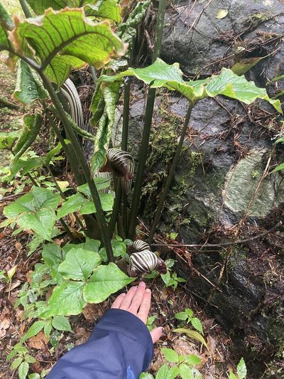 Arisaema griffithii, photographed by John Kenrick Gibson