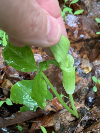 Arisaema pusillum, photographed by Jeff Clark