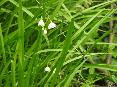Leucojum aestivum, photographed by Yann Kemper