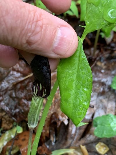 Arisaema pusillum, photographed by Jeff Clark