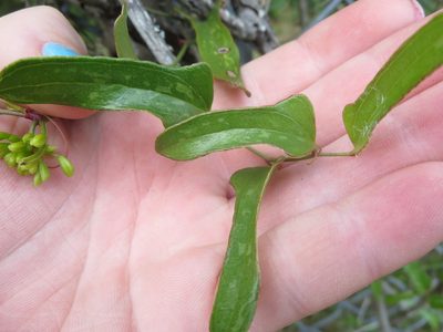 Smilax auriculata, photographed by Nonbinary-Naturalist