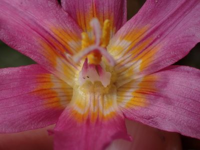Erythronium revolutum, photographed by Randal