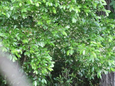 Vaccinium arboreum, photographed by Nonbinary-Naturalist