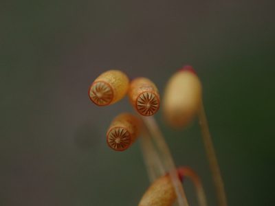 Plagiomnium venustum, photographed by Randal