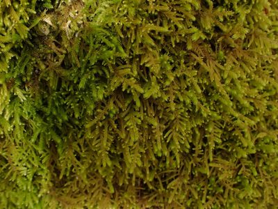Claopodium crispifolium, photographed by Randal