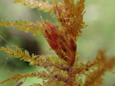Metaneckera menziesii, photographed by Randal