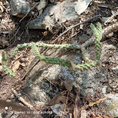 Opuntia pubescens, photographed by Ulises Emmanuel Martínez Burgos