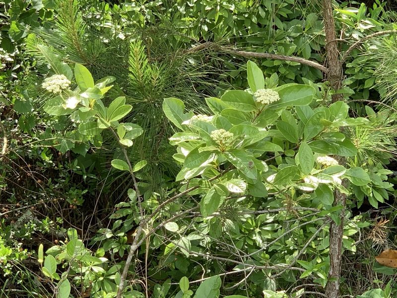 Viburnum nudum, photographed by Laura Clark