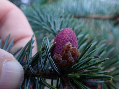 Picea sitchensis, photographed by Randal
