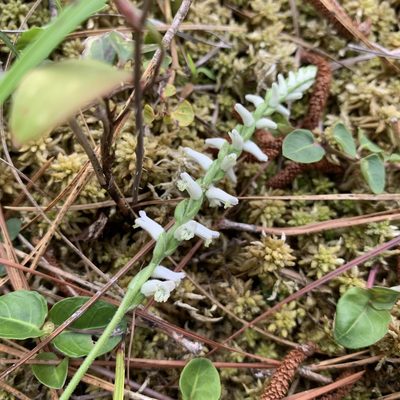 Spiranthes praecox, photographed by Laura Clark