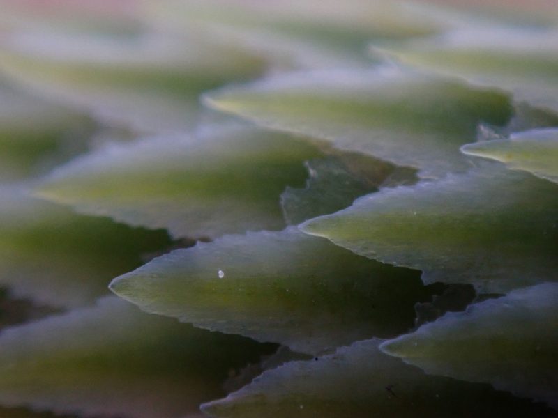 Picea sitchensis, photographed by Randal