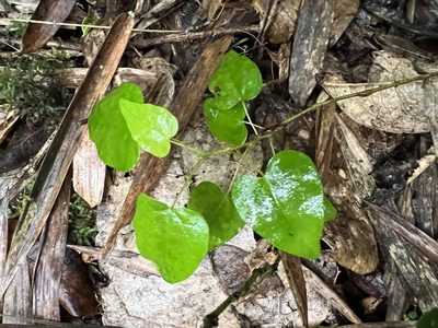 Vallea stipularis, photographed by Nicolás Baresch Uribe